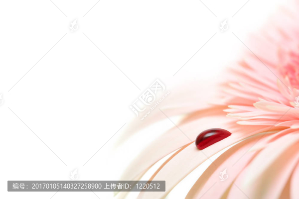 出血的雛菊