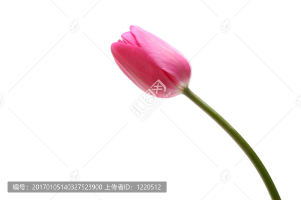 郁金香
