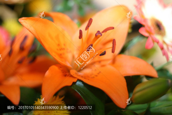 橙花