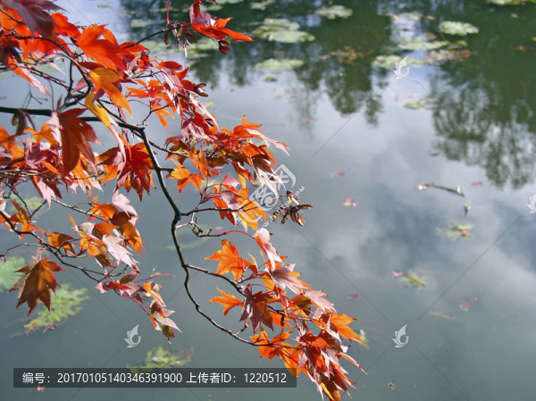 紅樹(shù)葉湖