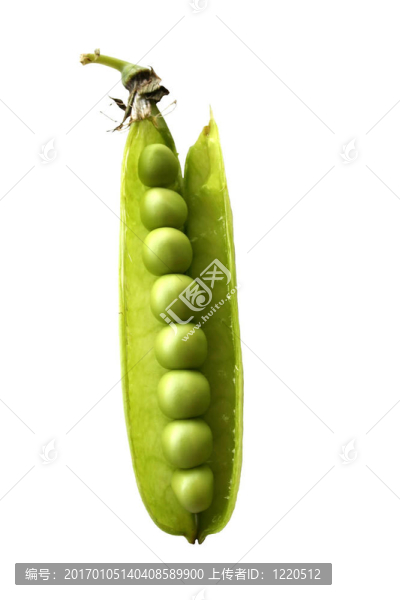 豌豆