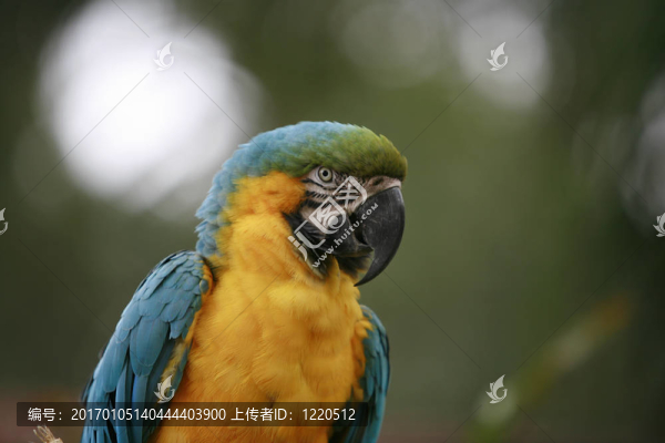 金剛鸚鵡