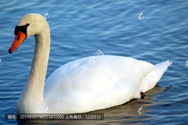 疣鼻天鵝