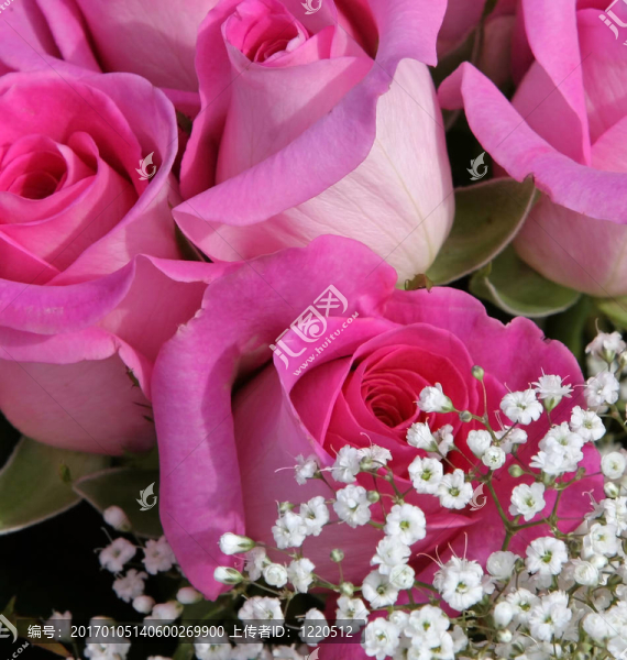粉薔薇