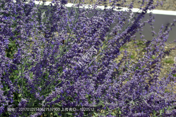 藍色