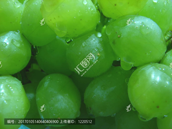 葡萄