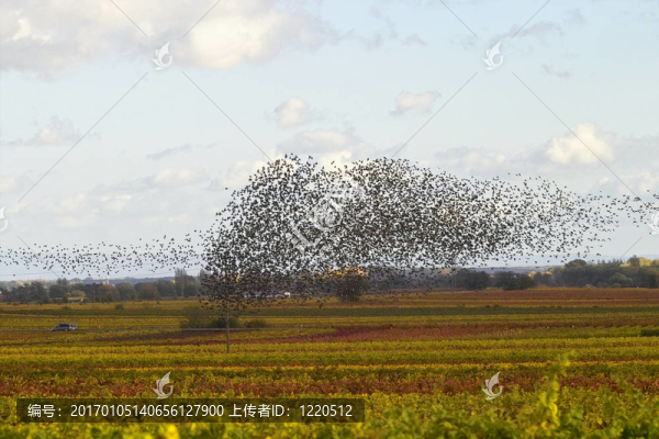 Burds云