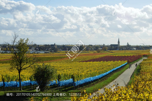 德國(guó)的葡萄園-匯圖網(wǎng) www.fosd68.com 德國(guó)的葡萄園
