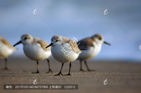 西方濱鷸