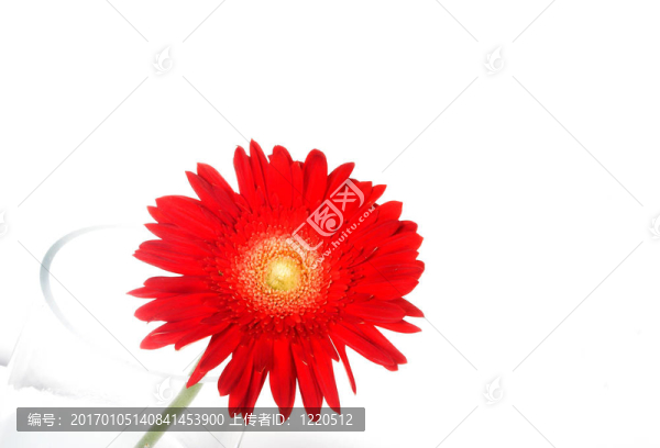 花瓶上的紅色花