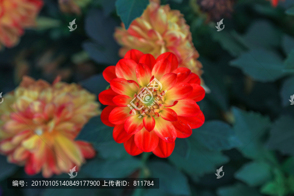 花朵