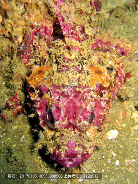 魷魚(yú)頭
