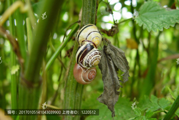 蝸牛