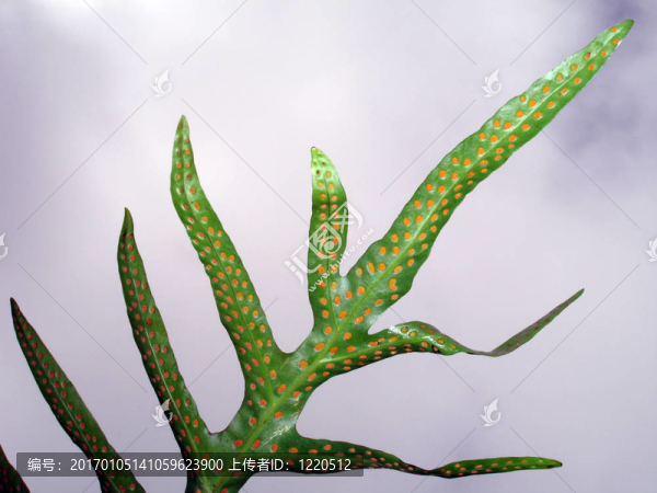 蕨類蕨類植物