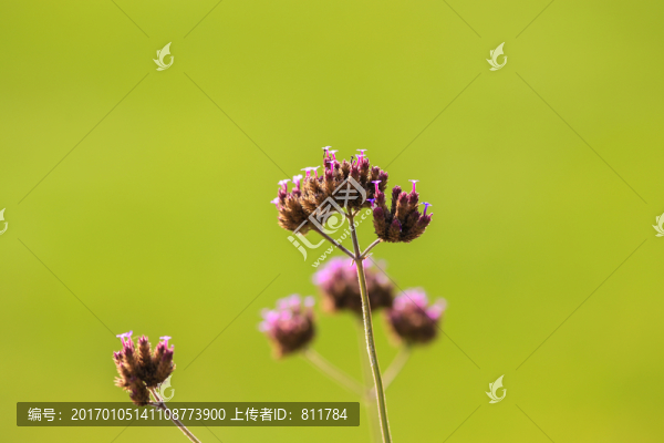 花朵特寫