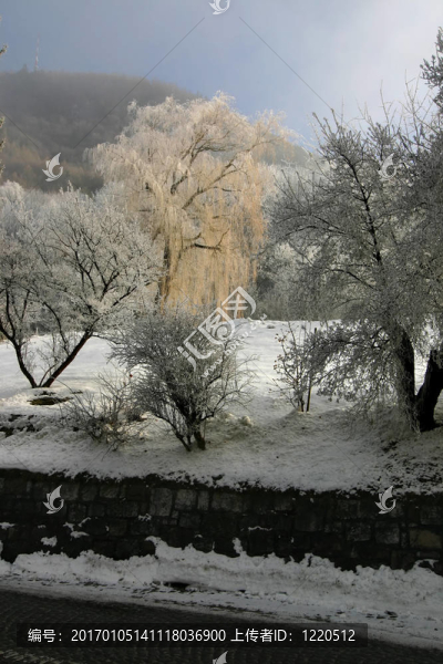 frozn花園