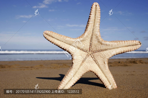 沙灘上的海星