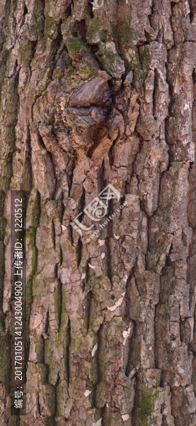 樹皮紋理-匯圖網(wǎng) www.fosd68.com 樹皮紋理