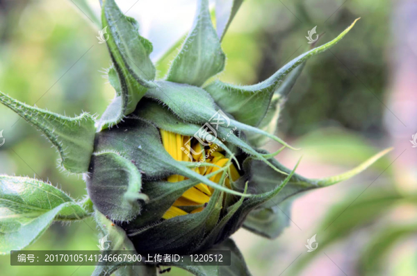 向日葵芽
