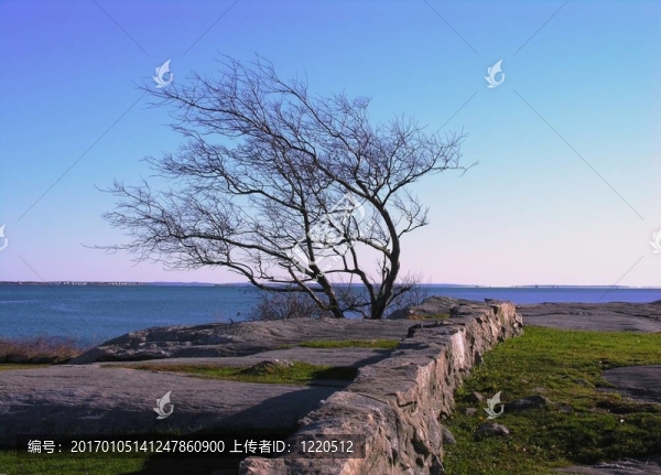 樹和海洋