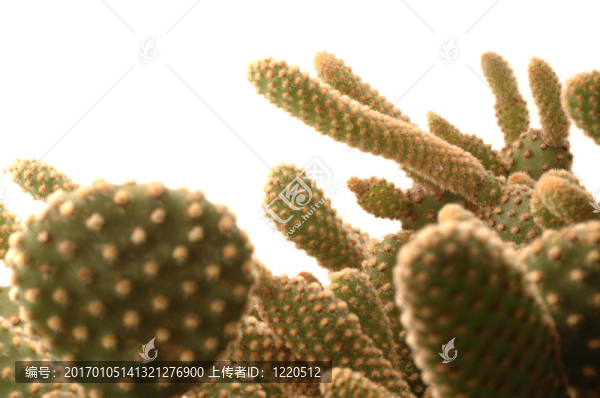 仙人掌的細節(jié)