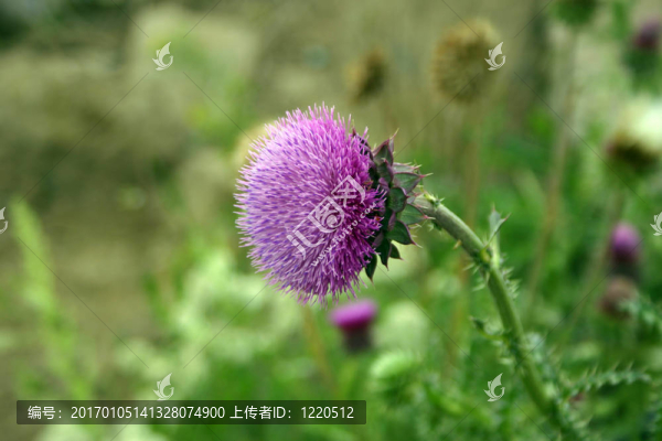 蜜蜂