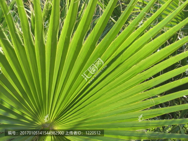 尖葉3