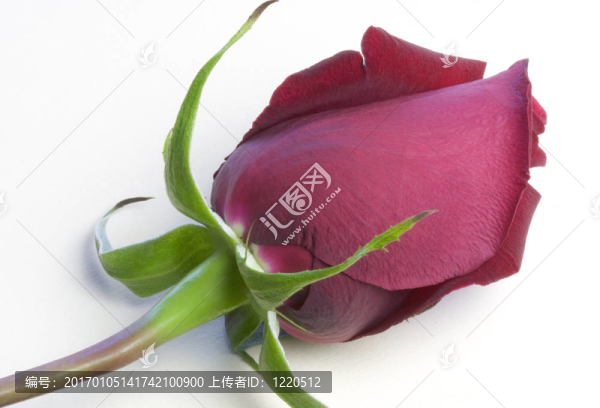 玫瑰
