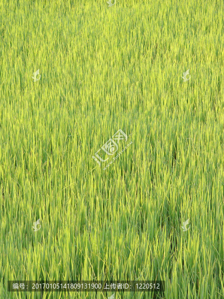 年輕的水稻