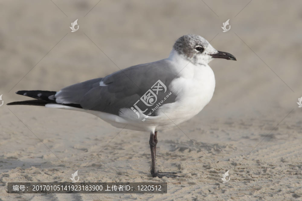 海鷗