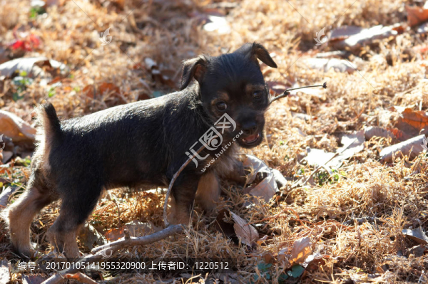 小狗和堅持