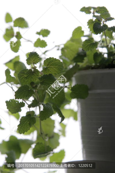 檸檬香蜂草