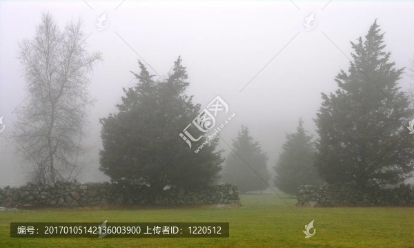 樹在霧