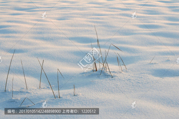 雪白的沙丘