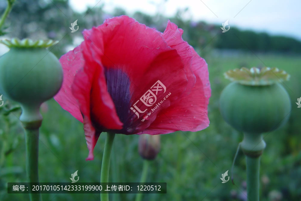 罌粟