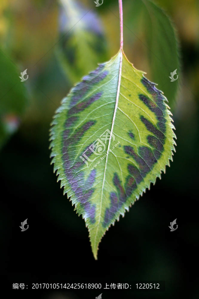 孤獨(dú)的葉