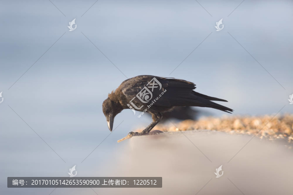 烏鴉
