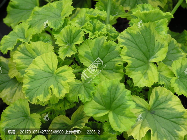 varigated葉-匯圖網(wǎng) www.fosd68.com varigated葉