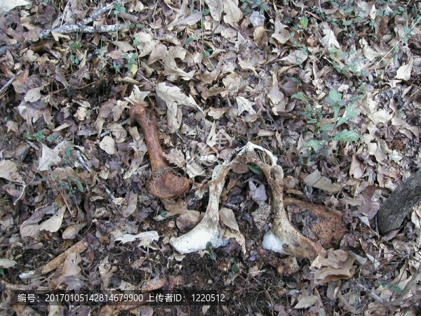 骨頭-匯圖網(wǎng) www.fosd68.com 骨頭