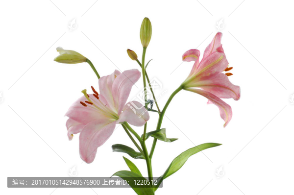 兩個粉紅色的百合花（2）