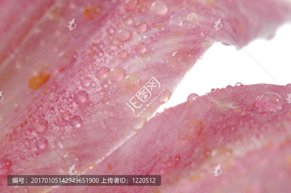 莉莉在露