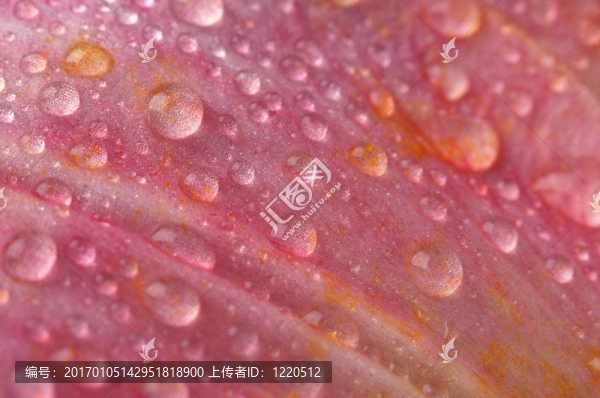 莉莉露（4）