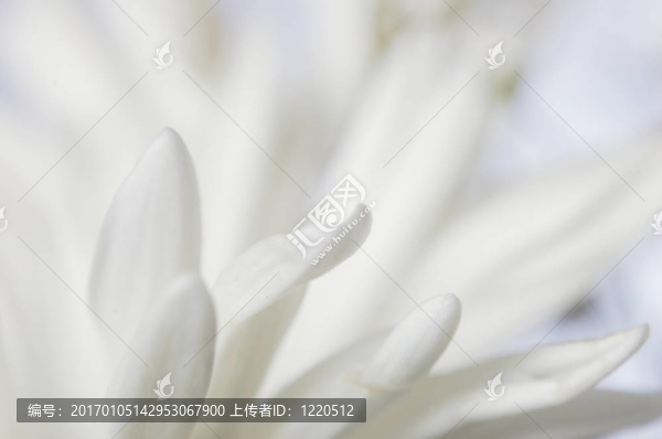 嫩蕊