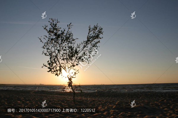 孤獨(dú)的夕陽(yáng)樹(shù)