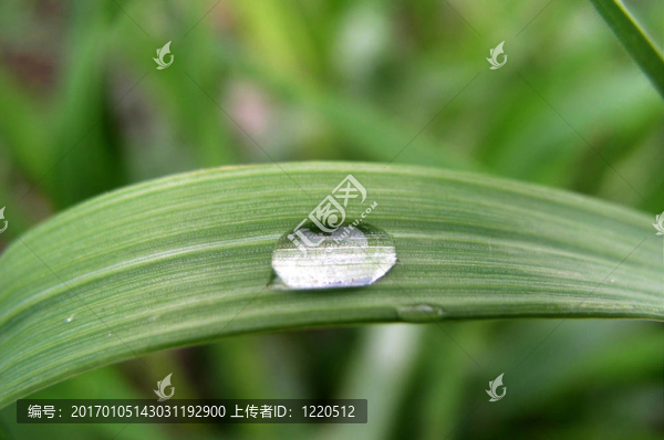 一滴雨