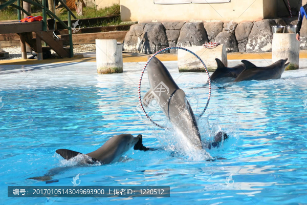 海豚通過箍