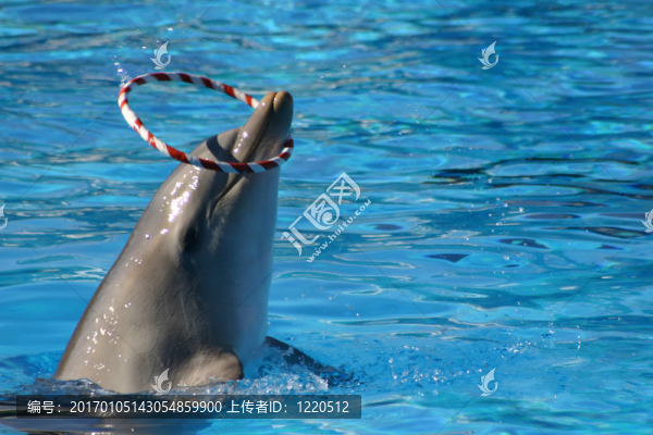 海豚與箍