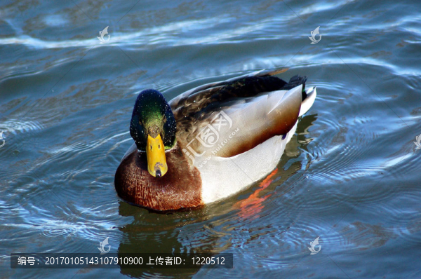 野鴨3