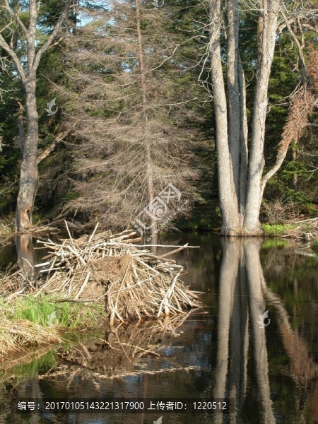 Beaver,Pond和小屋