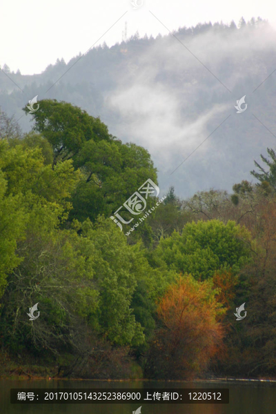 樹(shù)在霧